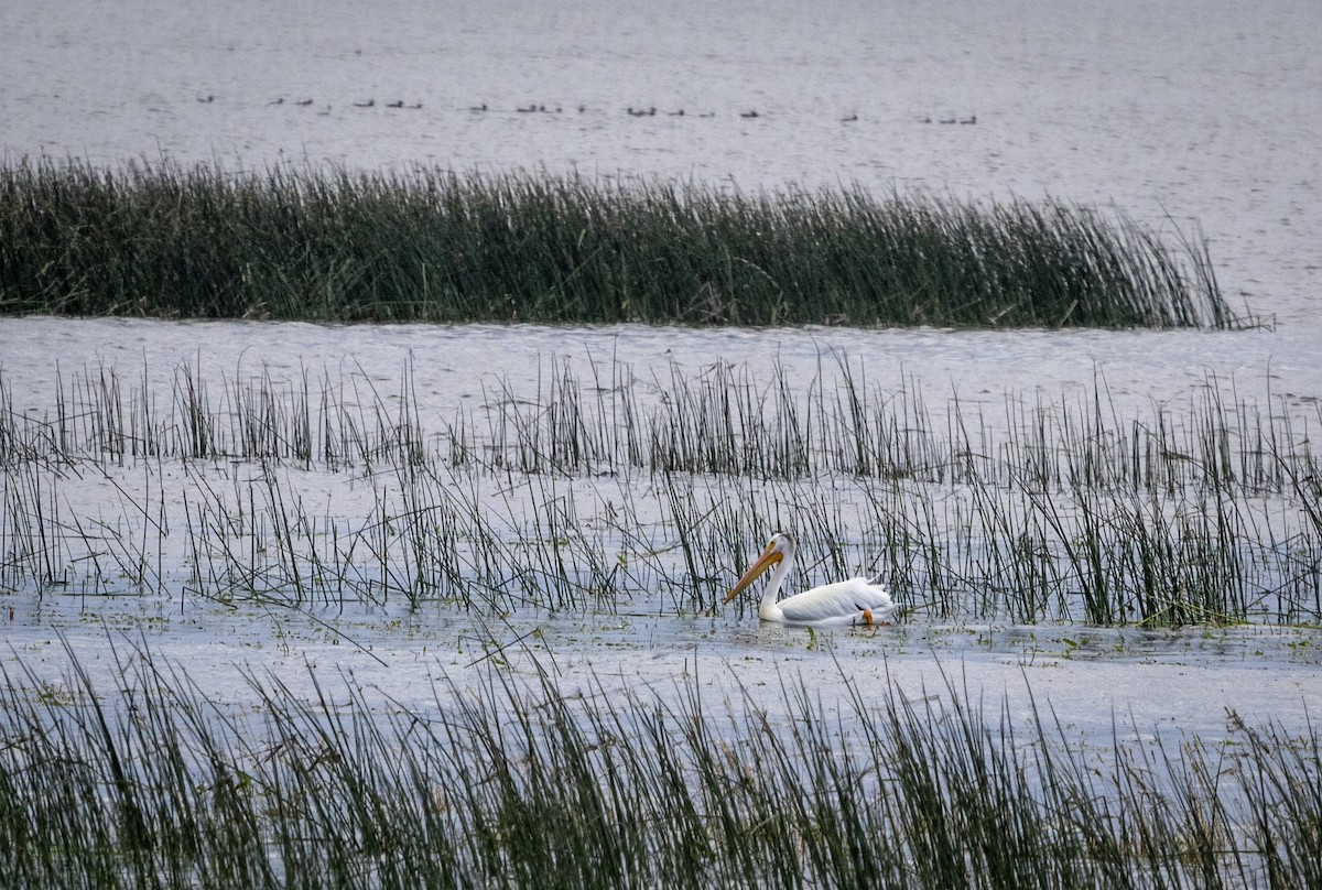 American White Pelican - ML354059471