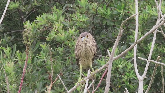 Black-crowned Night Heron - ML354060181