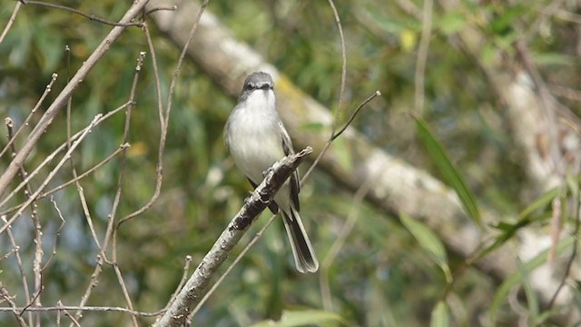 Suiriri Flycatcher - ML354060821