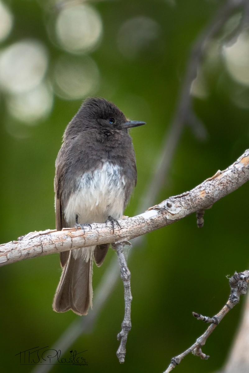 Black Phoebe - Michael Plaster