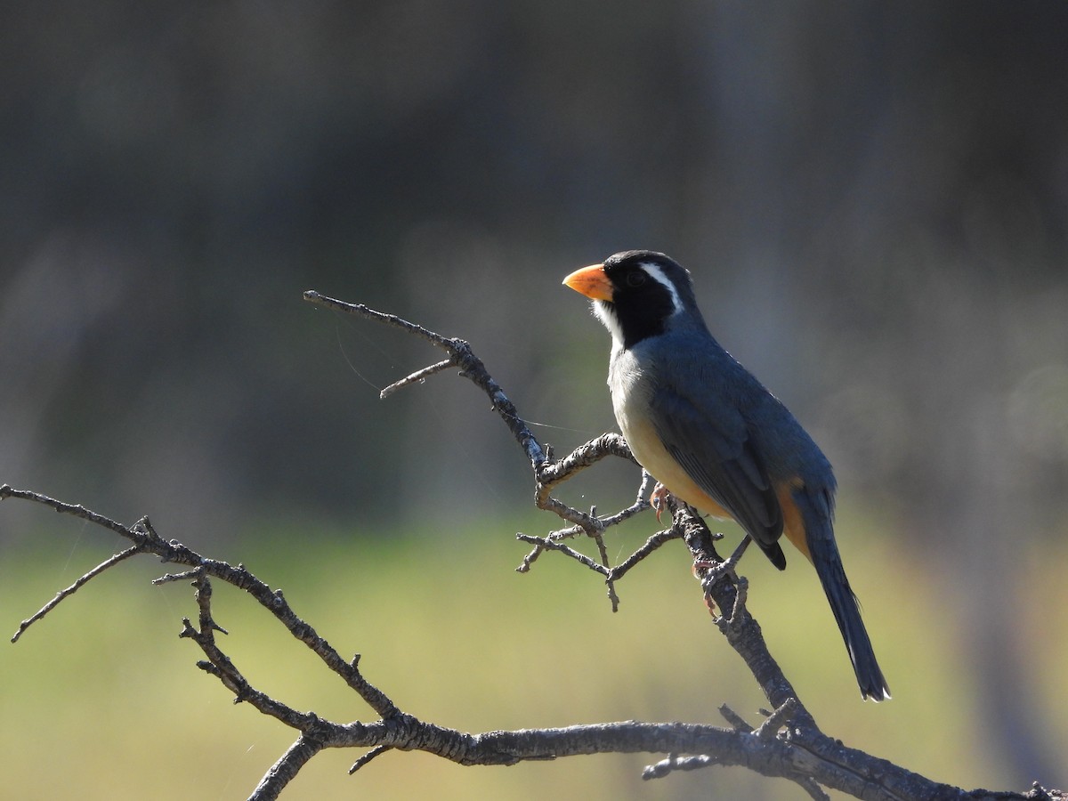 Golden-billed Saltator - ML354062811