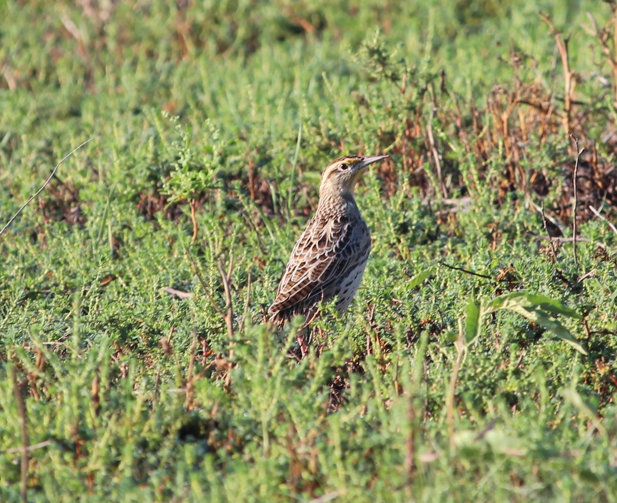 Eastern Meadowlark - ML35406451