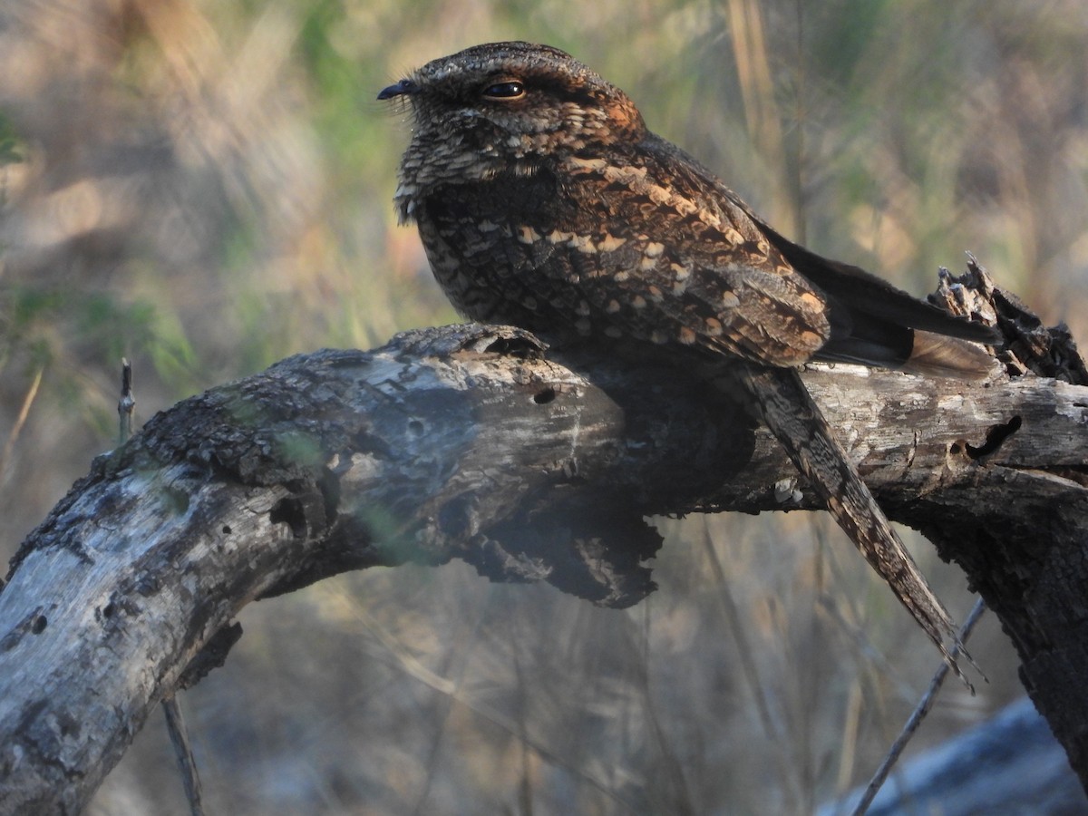 Scissor-tailed Nightjar - ML354064721