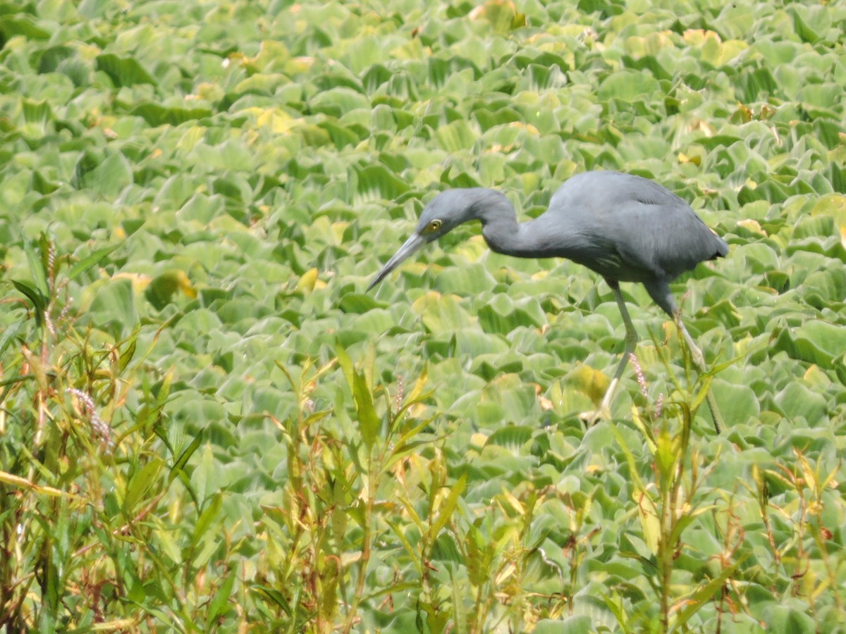 Little Blue Heron - ML35406491