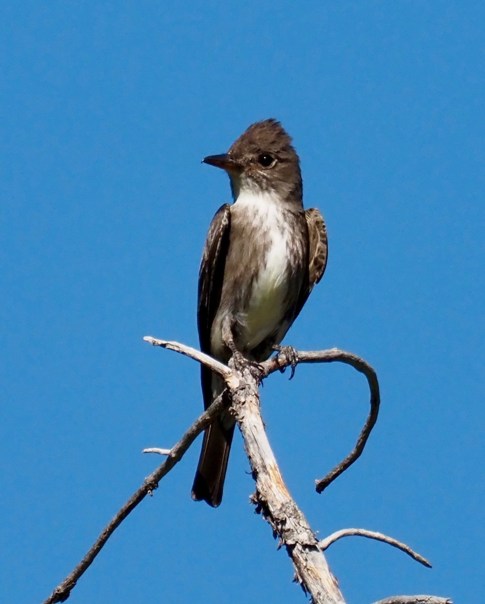 Olive-sided Flycatcher - ML354067331