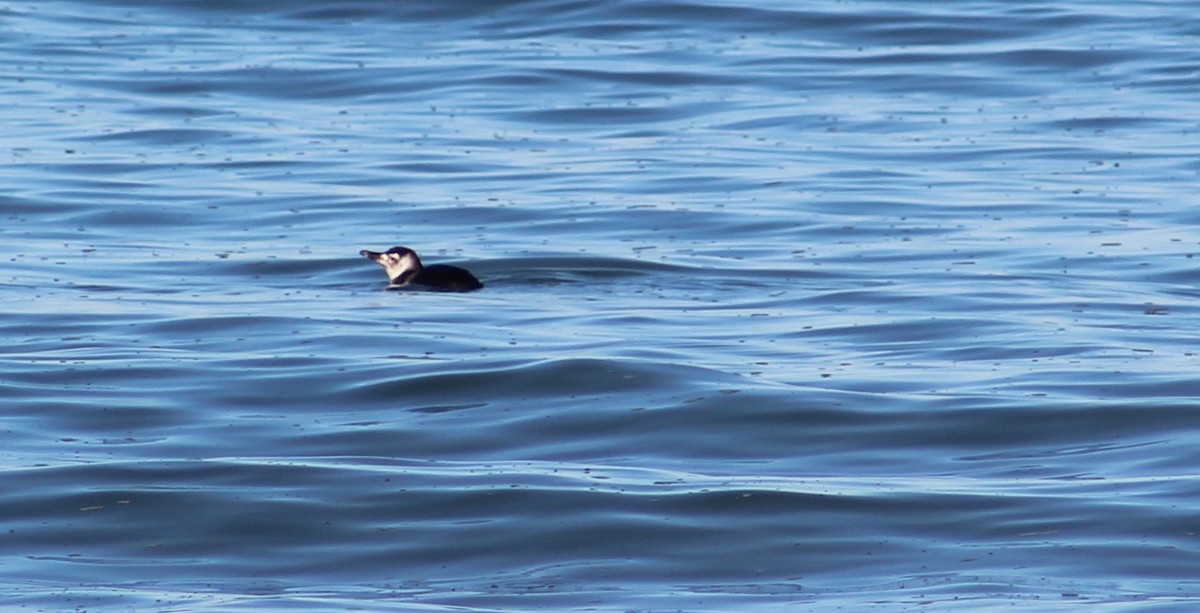 Magellanic Penguin - Alma Carolina Perazzoli