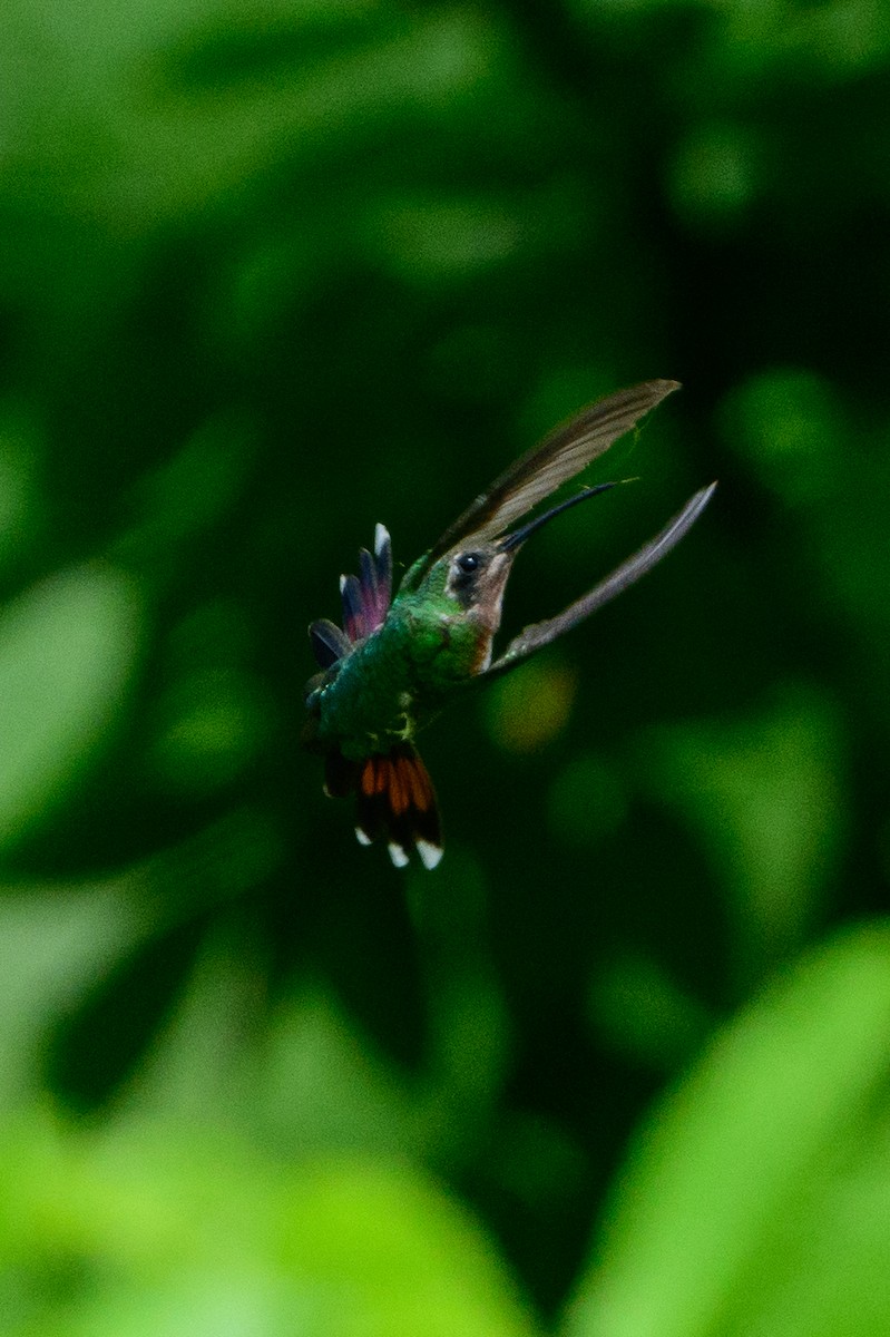 Green-breasted Mango - ML354069651