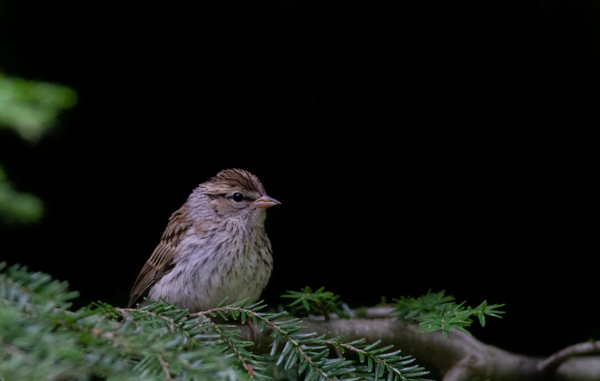 Chipping Sparrow - Zealon Wight-Maier