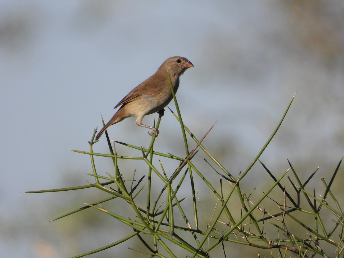 Dull-colored Grassquit - ML354071281