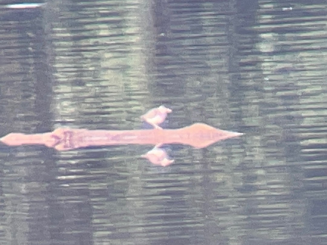 Spotted Sandpiper - ML354071801