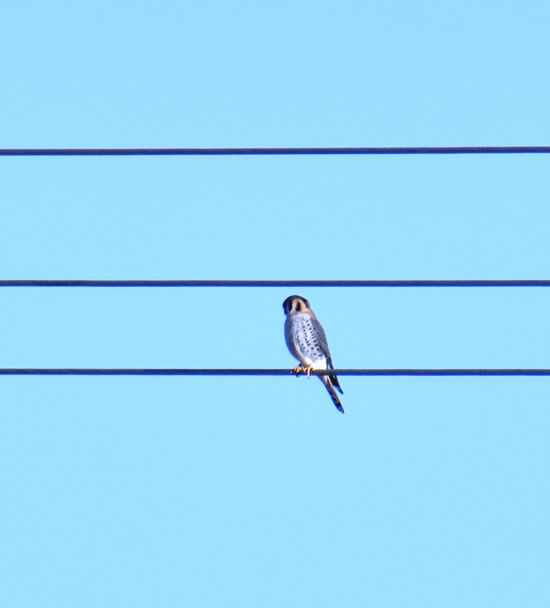 American Kestrel - ML354073191