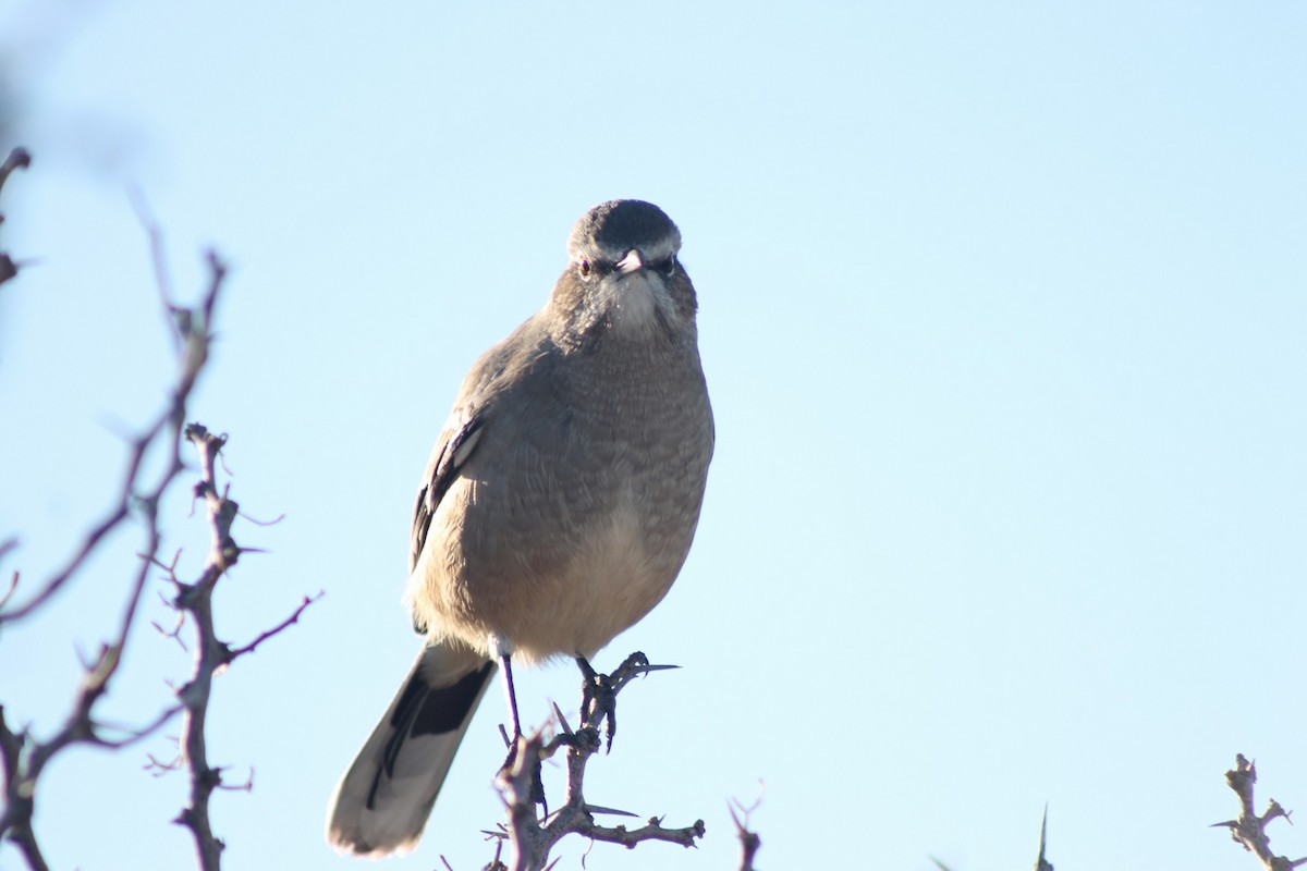 Sinsonte Patagón - ML354073611