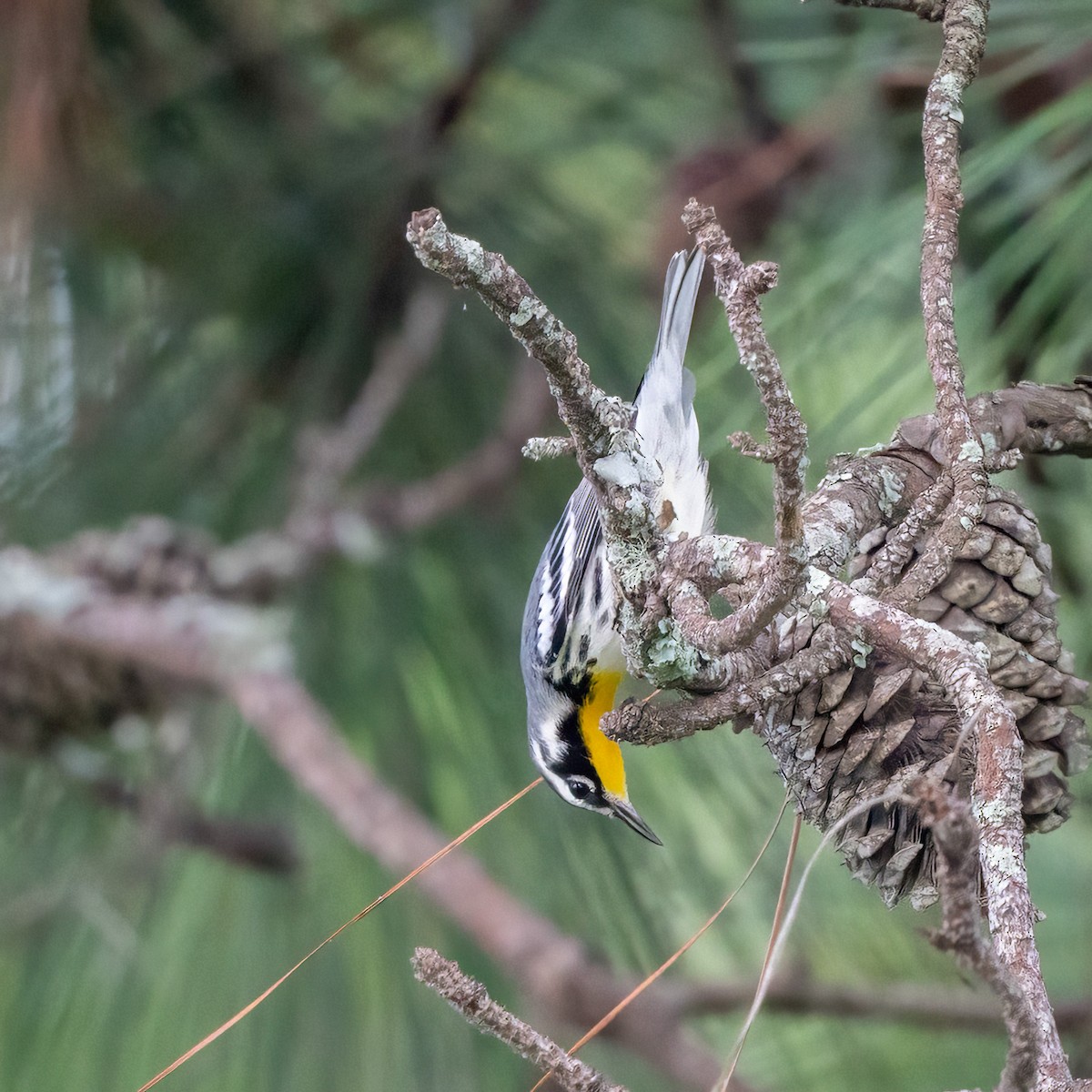 Yellow-throated Warbler - ML354073661