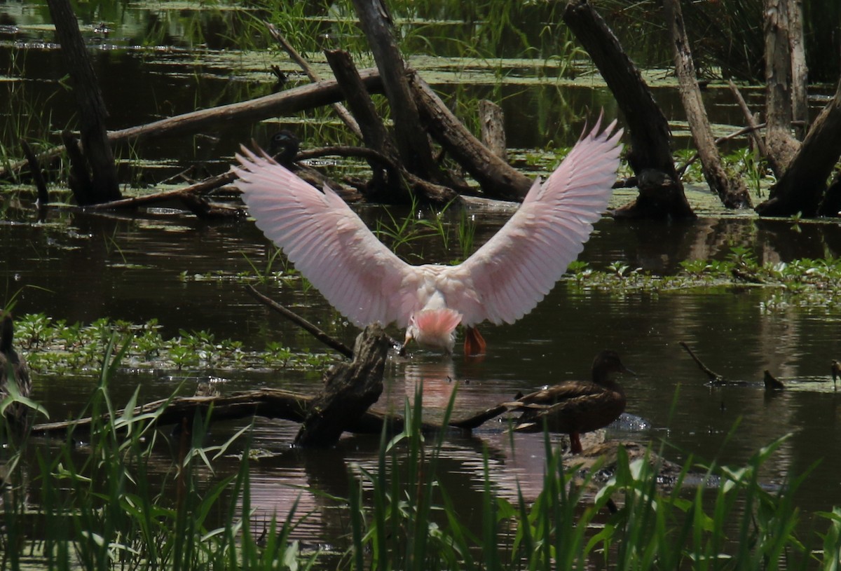 Roseate Spoonbill - ML354075031