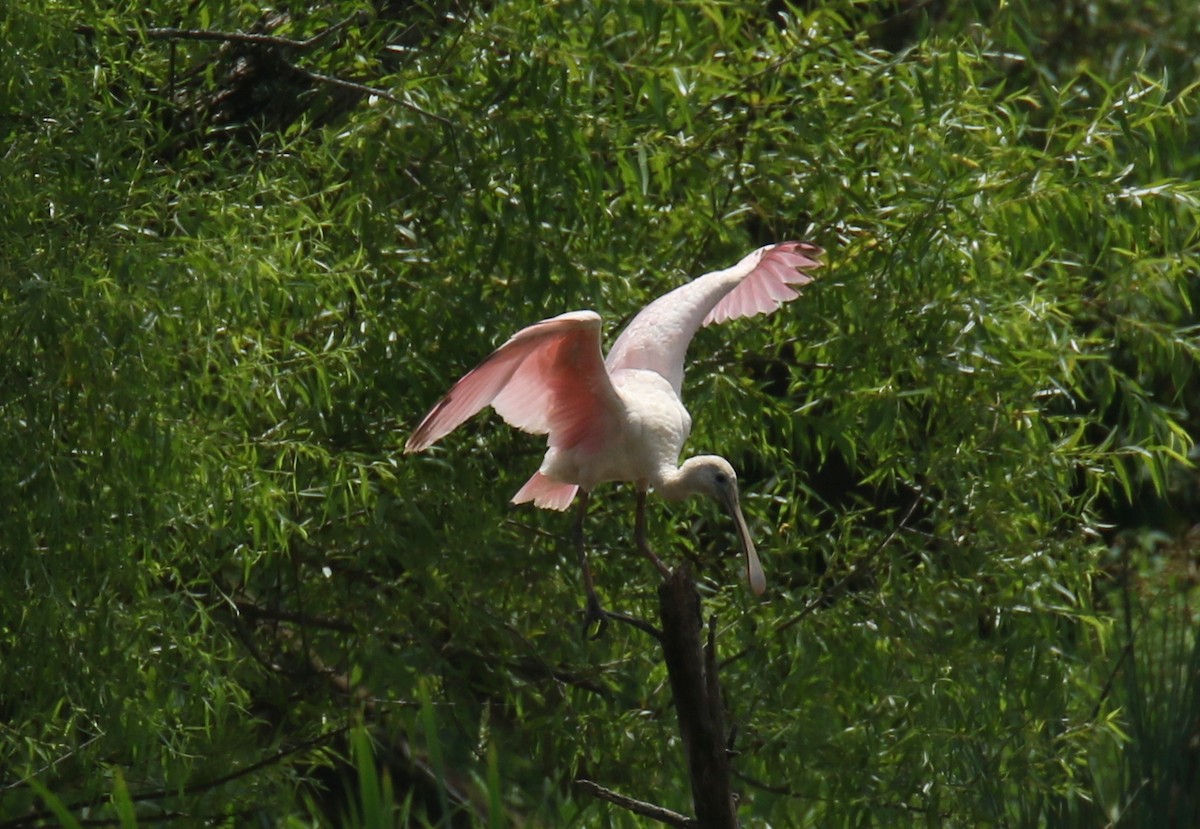 Roseate Spoonbill - ML354075051