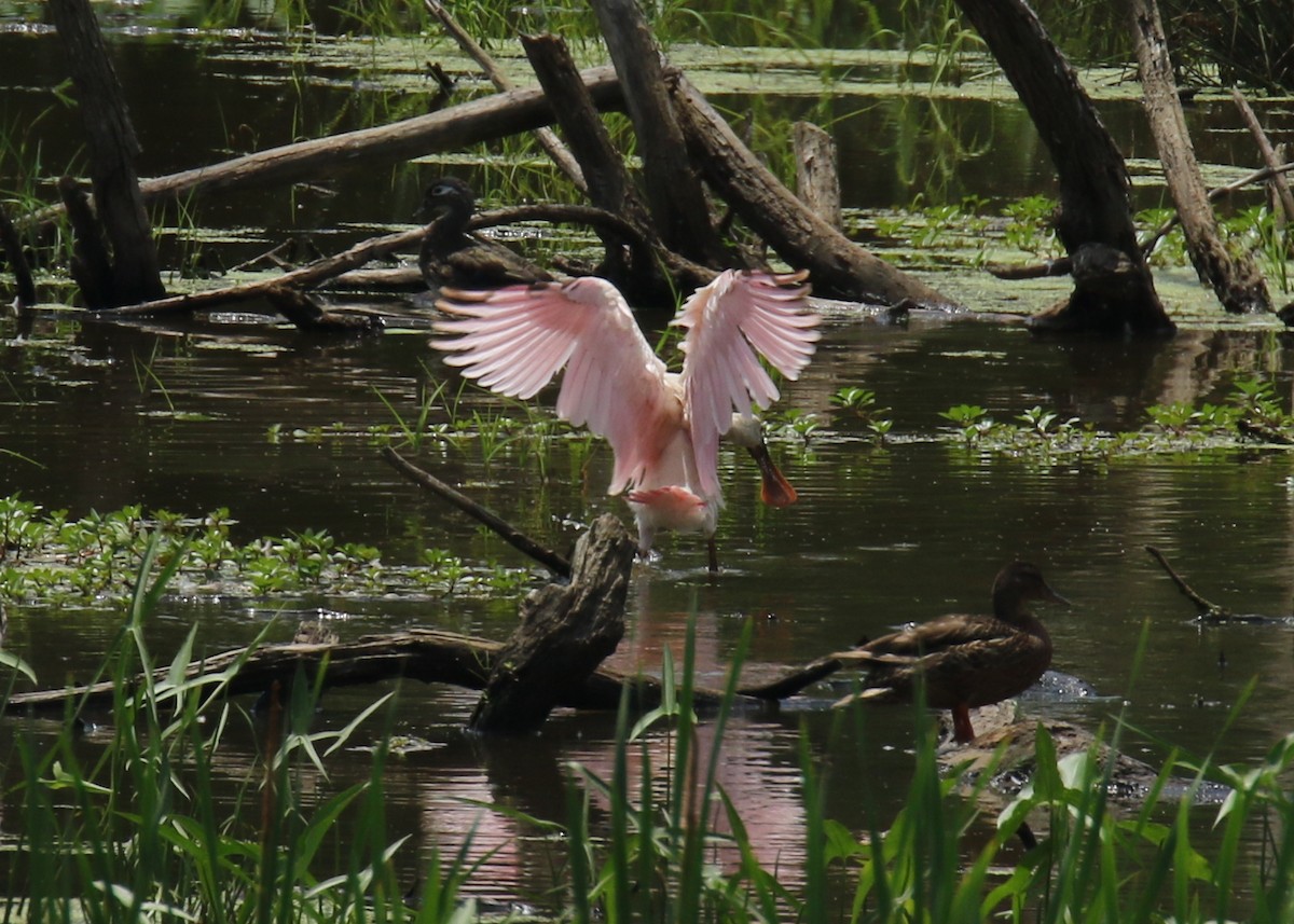 Roseate Spoonbill - Patrick Millar