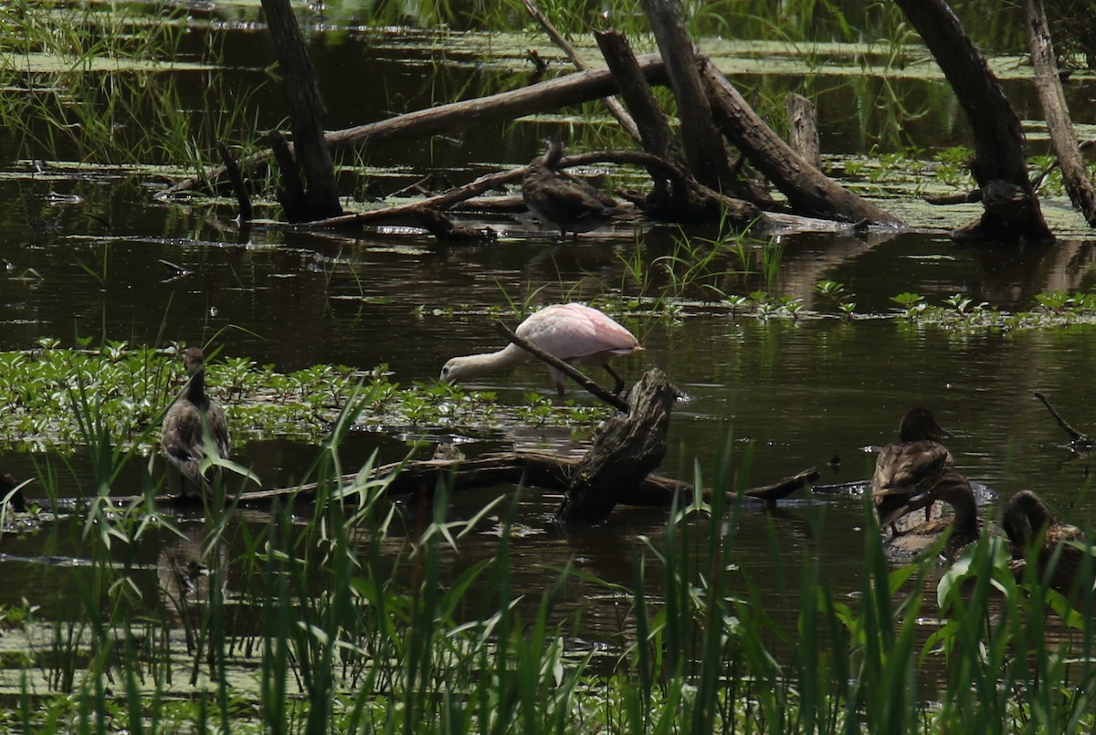 Roseate Spoonbill - ML354075381