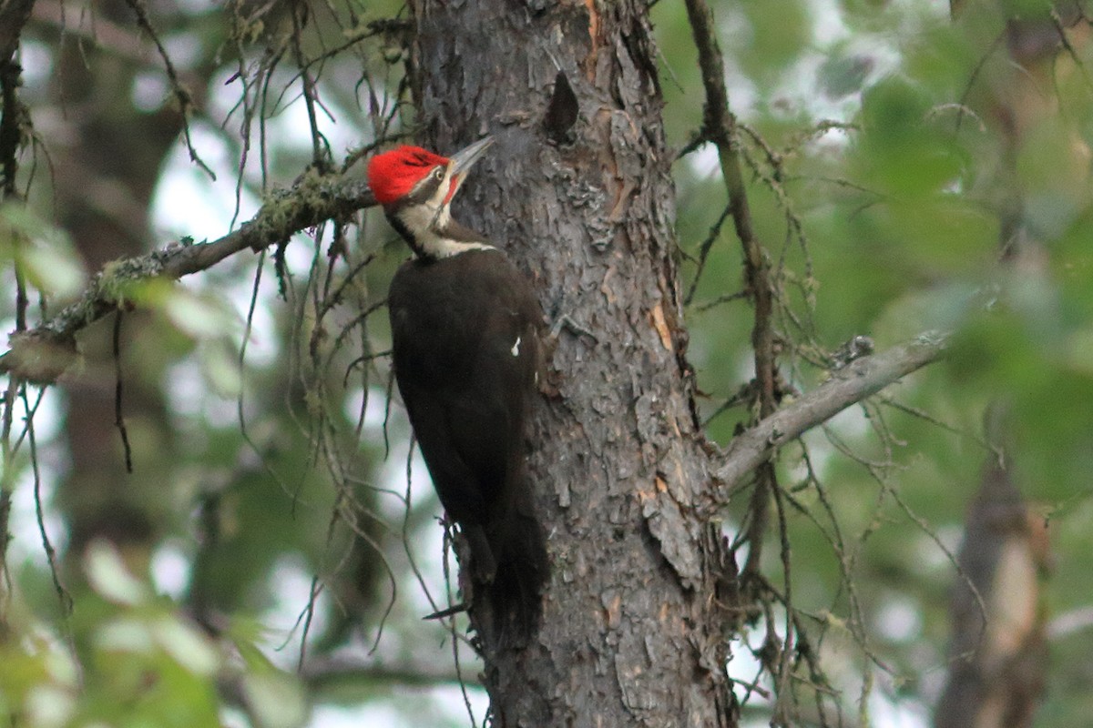 Pileated Woodpecker - ML354075821
