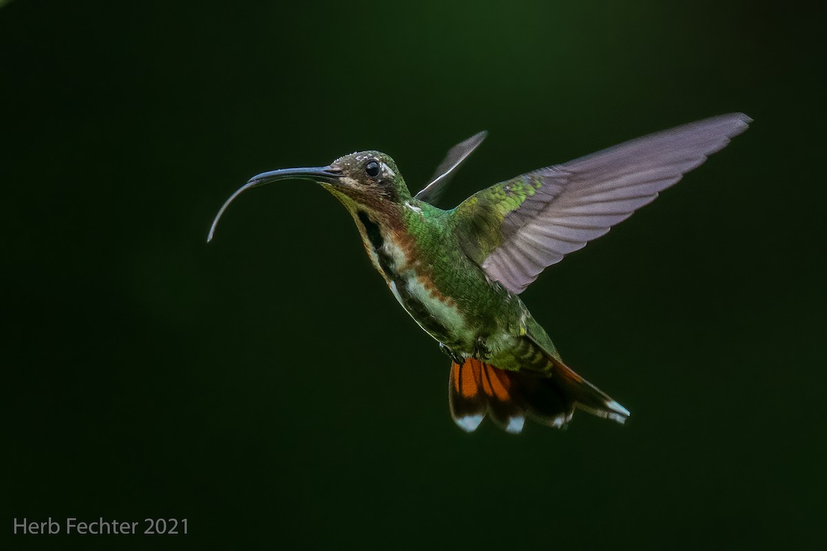 Green-breasted Mango - ML354077191