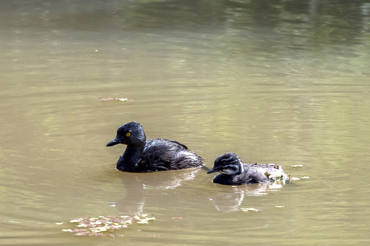 Least Grebe - ML354077931