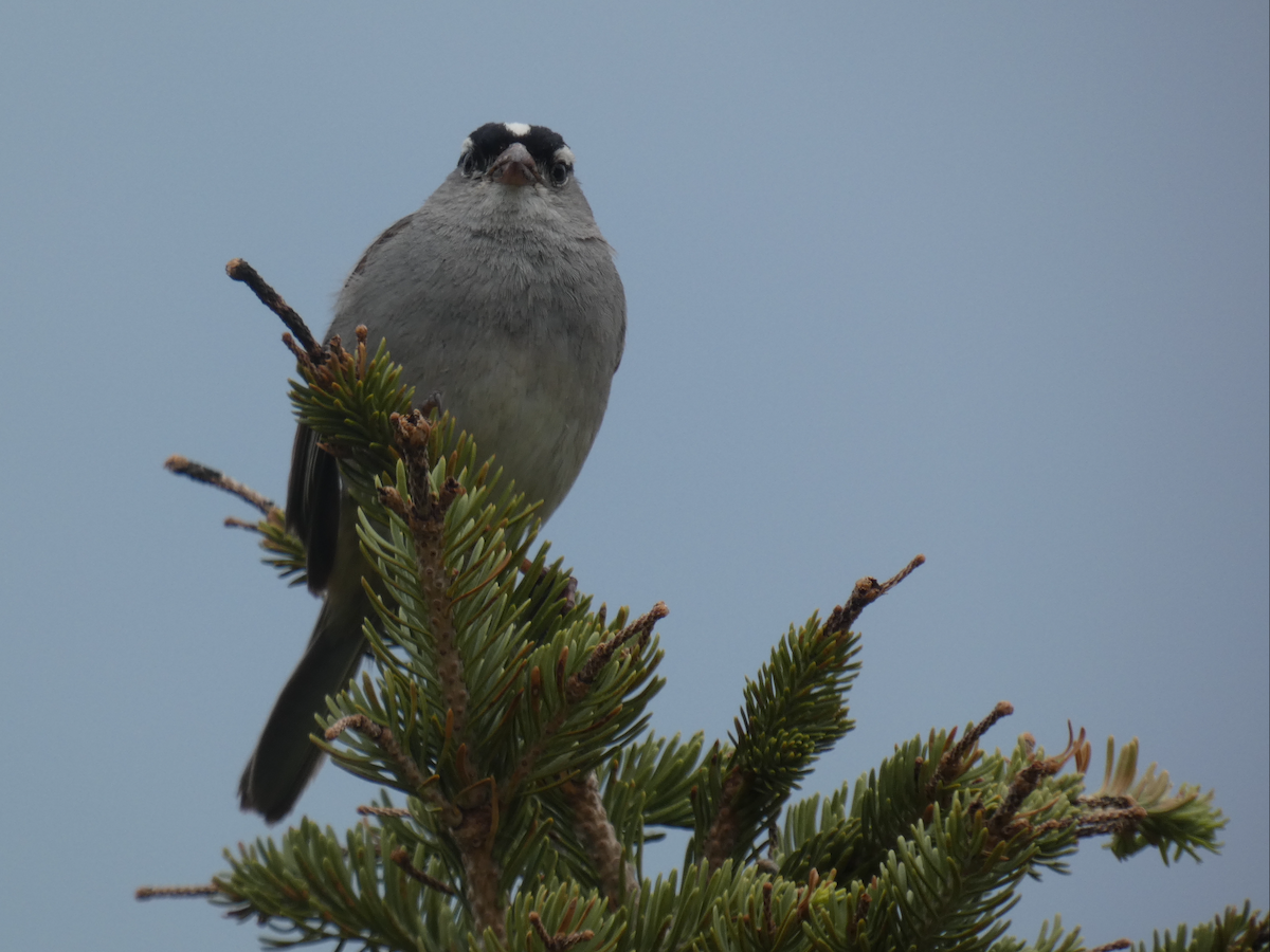 White-crowned Sparrow - ML354078271