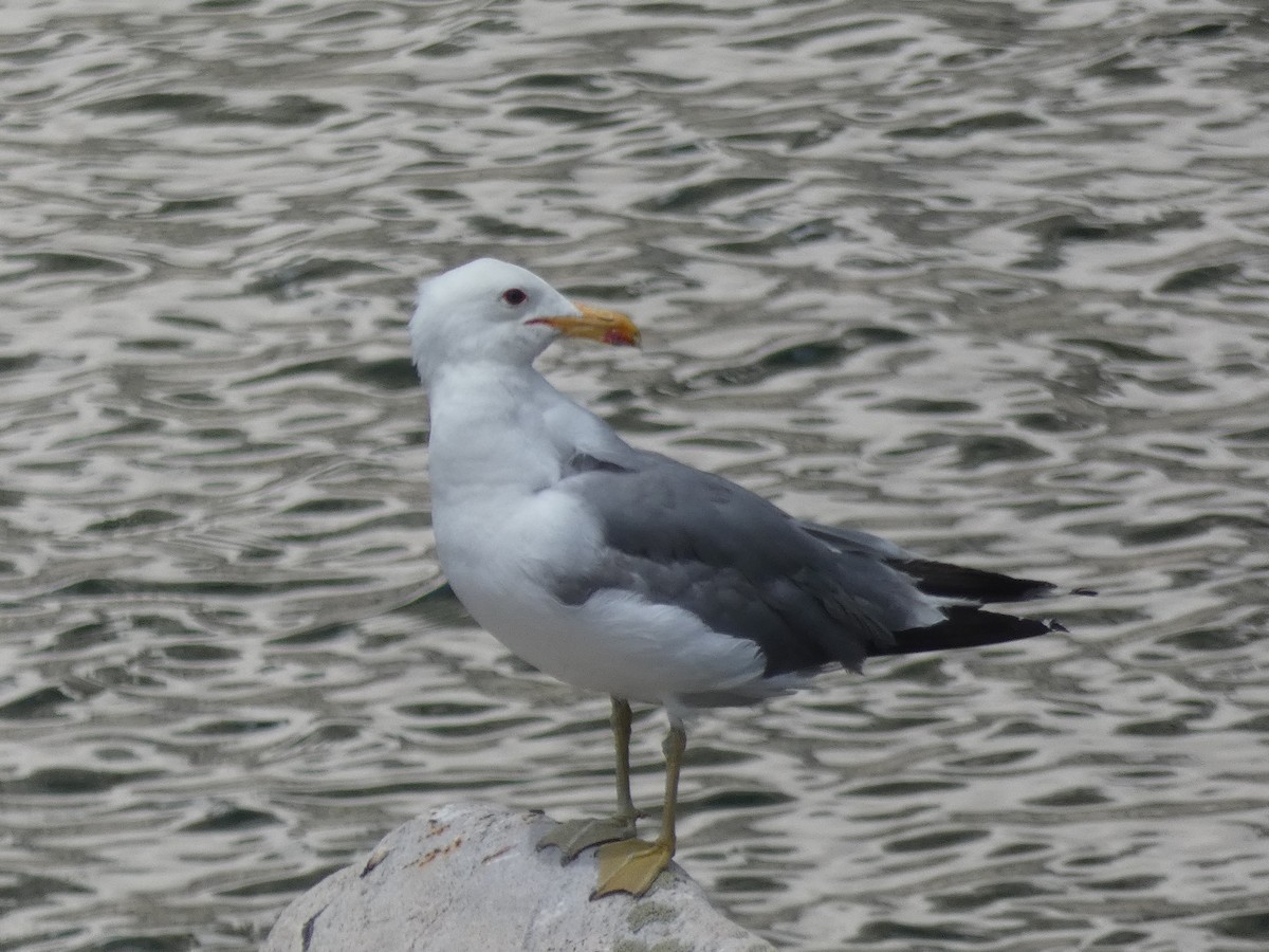 California Gull - ML354078751