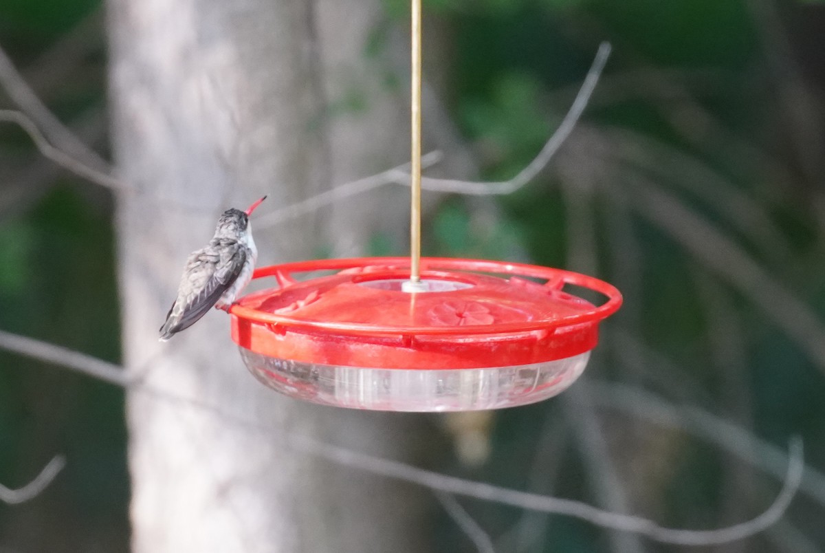 Violet-crowned Hummingbird - ML354079521