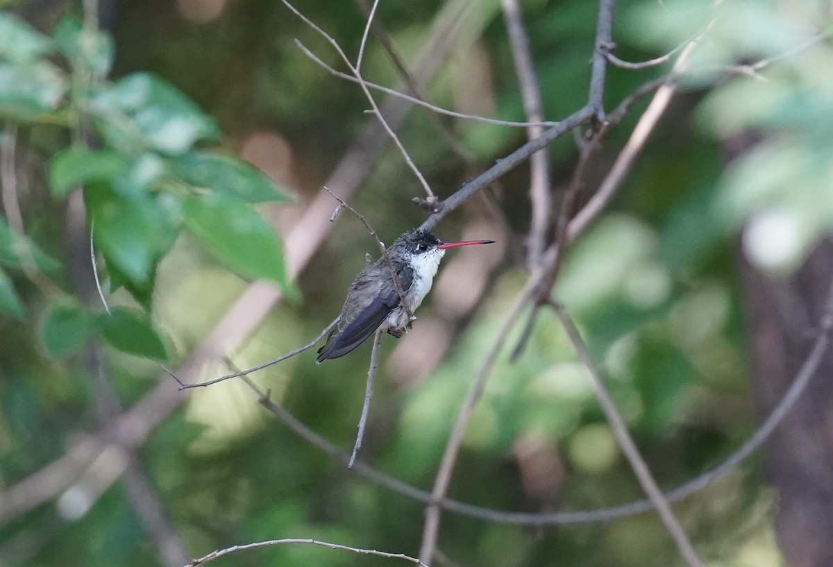 Violet-crowned Hummingbird - ML354079641