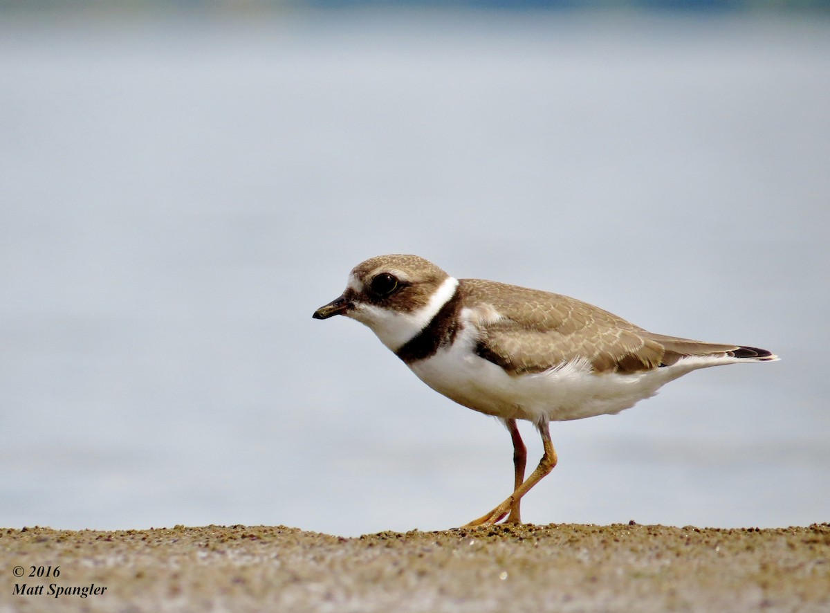 Semipalmated Plover - ML35408001