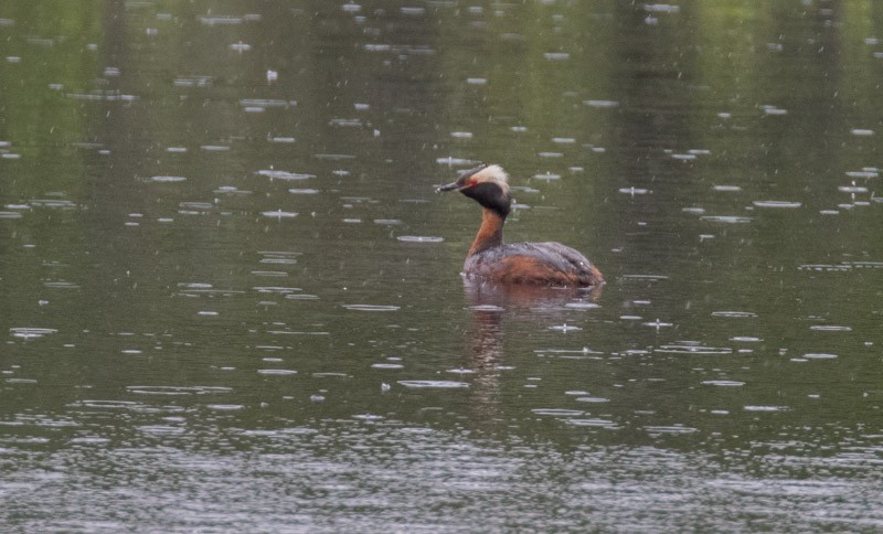 Horned Grebe - ML354080661