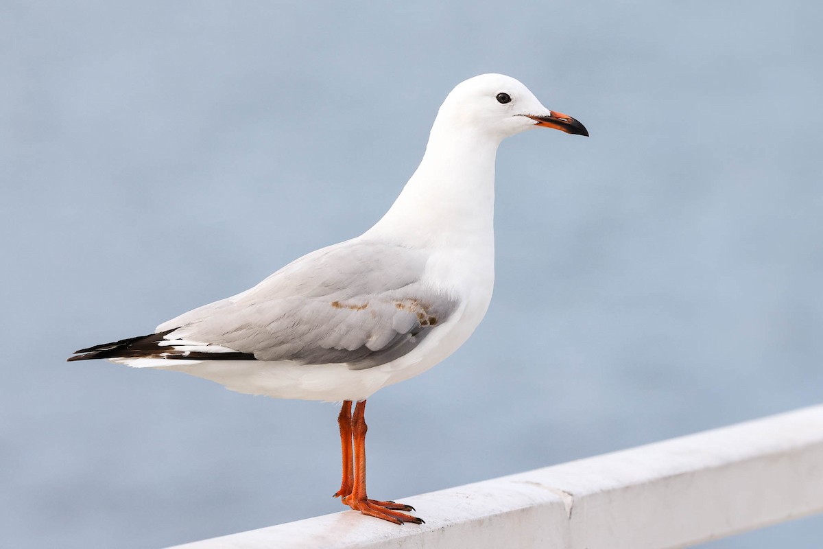 Gaviota Plateada - ML354080791