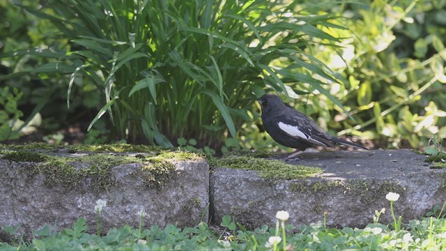 Lark Bunting - ML354081001