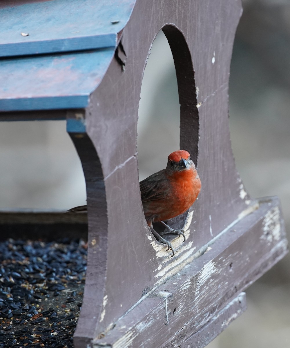 Hepatic Tanager - ML354082111