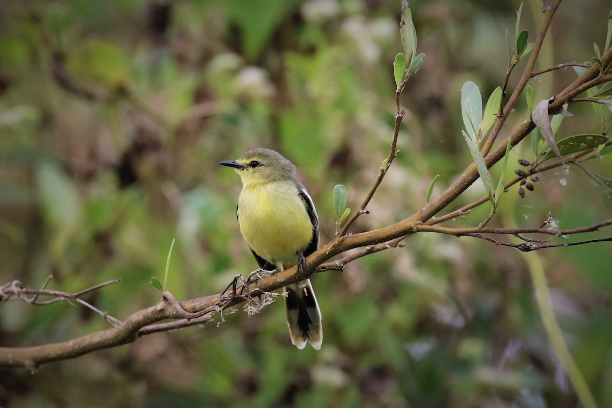 Lesser Wagtail-Tyrant - Klaus Maceda