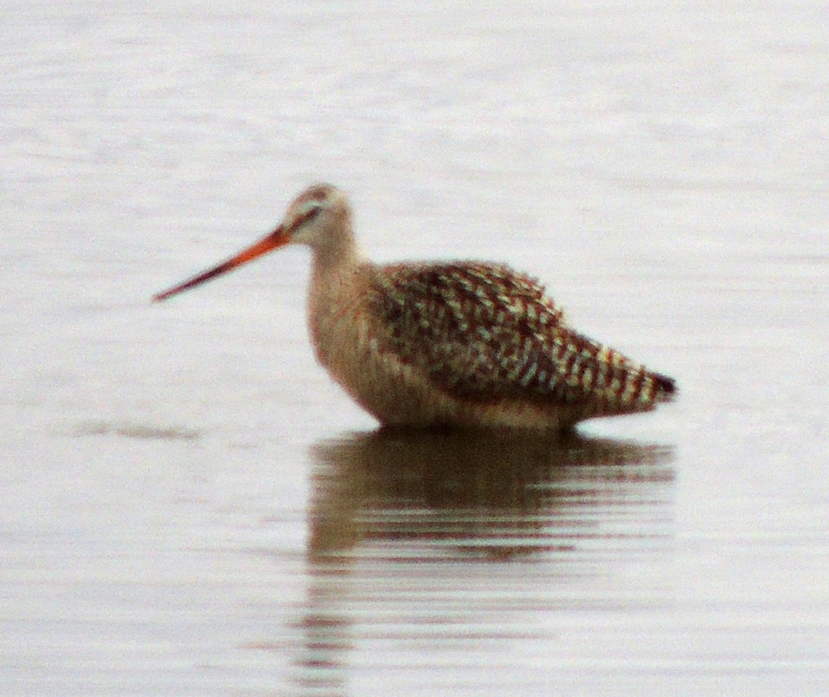 Marbled Godwit - ML354082971