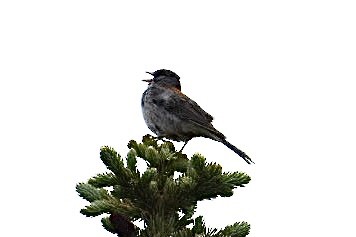 Junco Ojioscuro (caniceps) - ML354084531