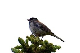 Dark-eyed Junco (Gray-headed) - ML354084541