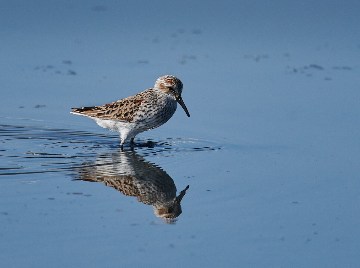 Western Sandpiper - Nick Hamatake