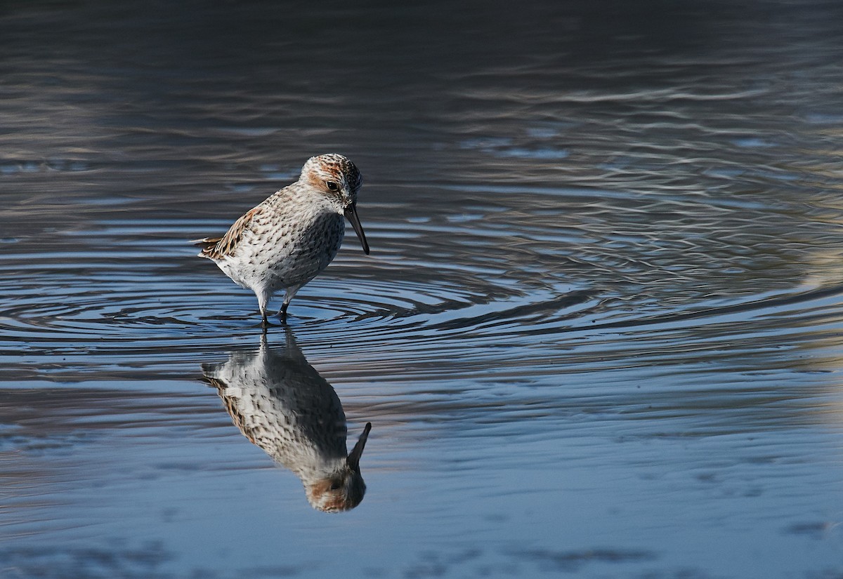 Bergstrandläufer - ML354085121