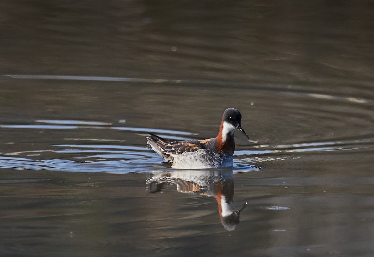 Red-necked Phalarope - ML354085301