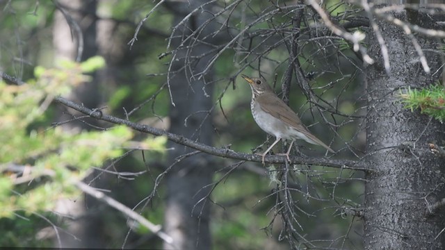 Bicknell's Thrush - ML354085771