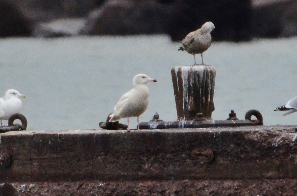 Glaucous Gull - Peter Nichols