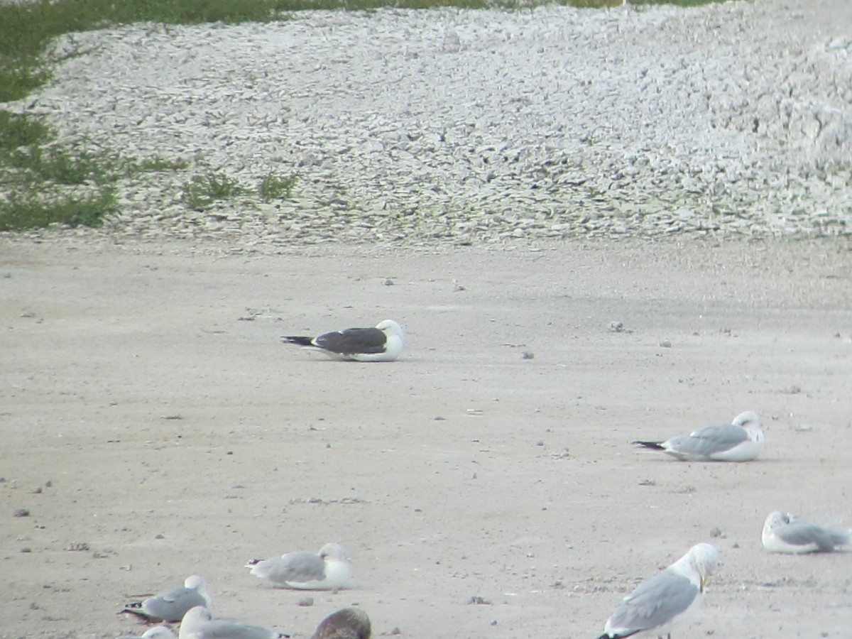 Lesser Black-backed Gull - Dave Slager