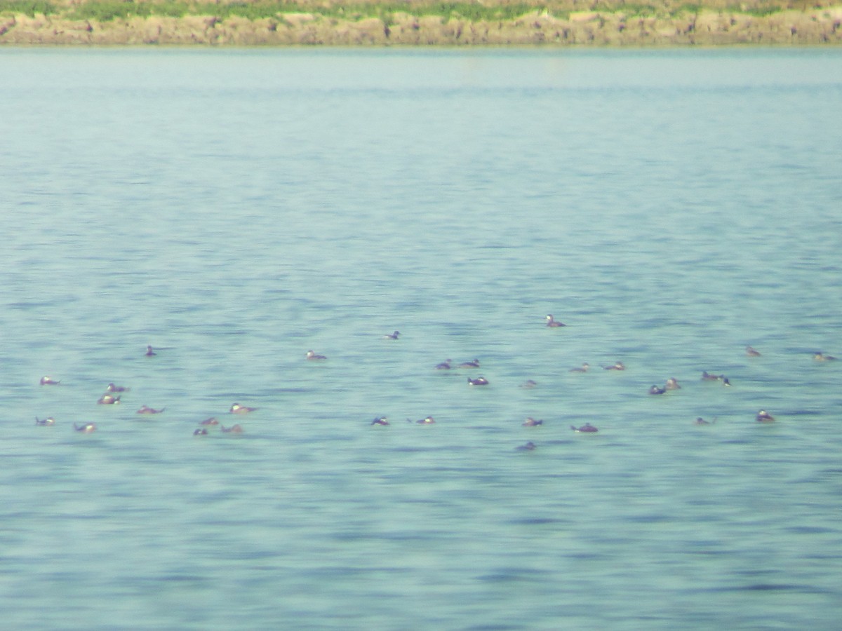 Eared Grebe - ML35408901