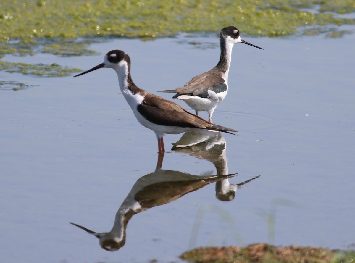 Black-necked Stilt - Hendrik Swanepoel