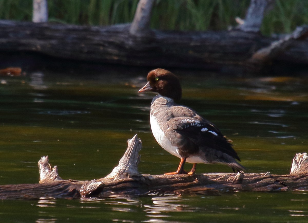 Barrow's Goldeneye - ML354089551