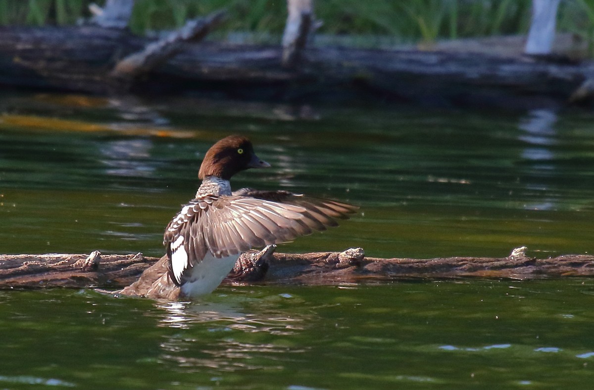 Barrow's Goldeneye - ML354089571