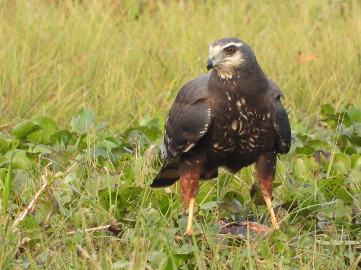 Long-winged Harrier - ML354089741