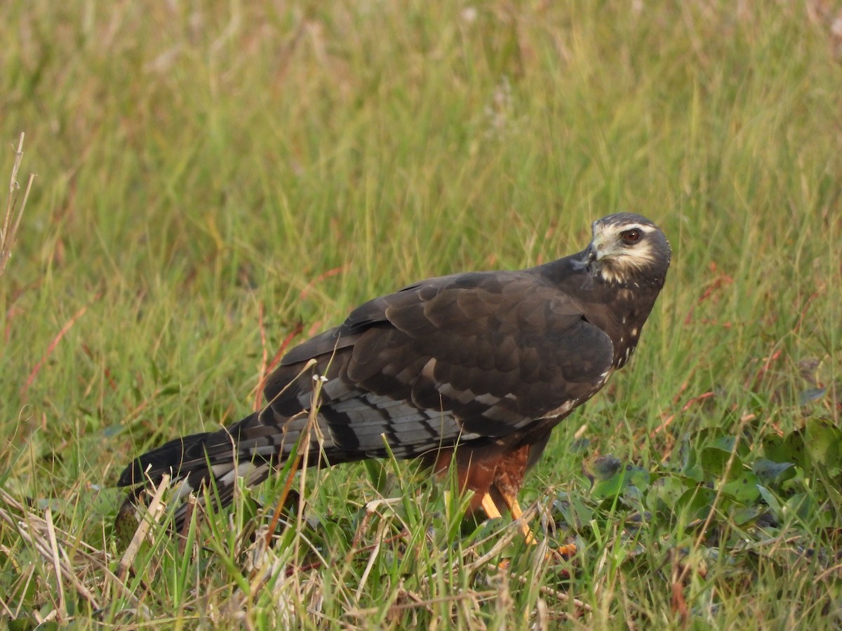 Long-winged Harrier - ML354089841