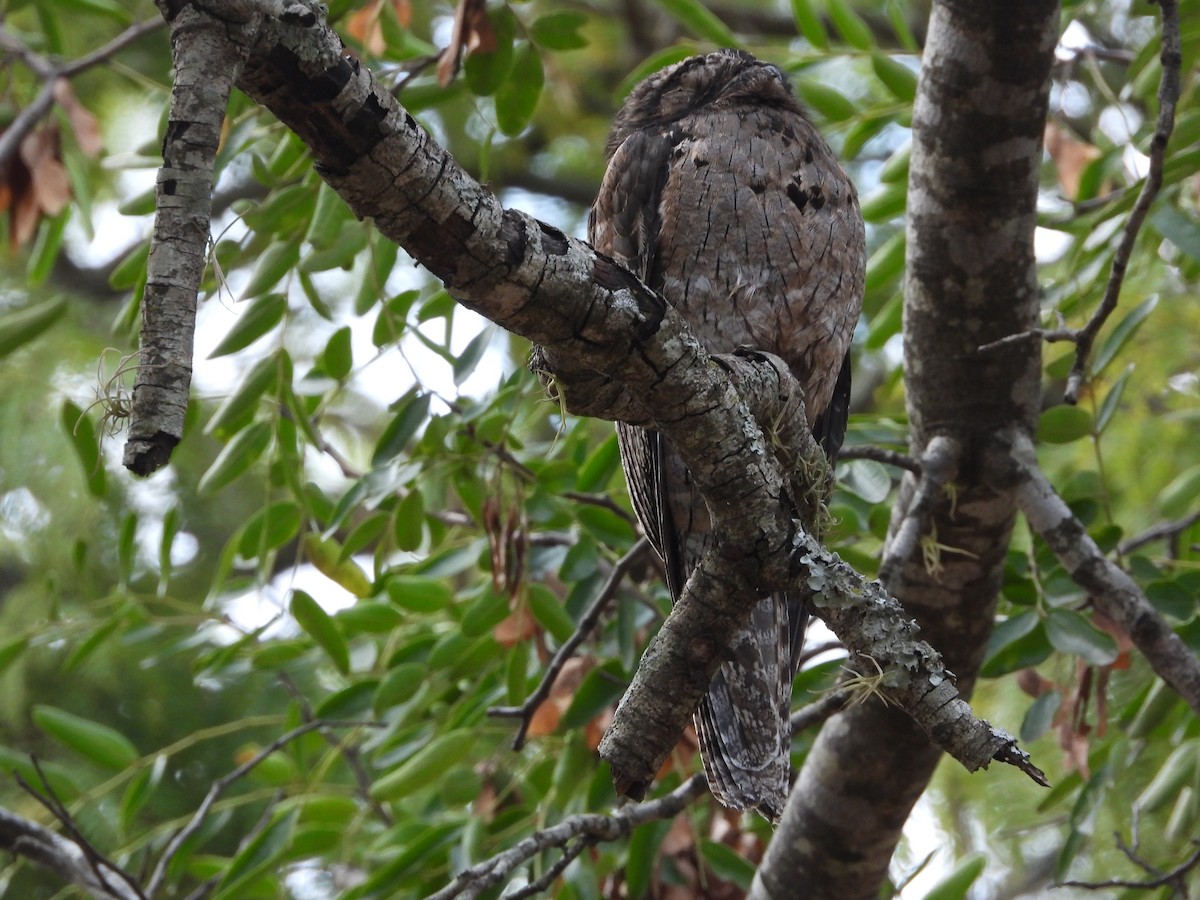 Common Potoo - ML354090281